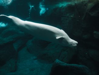 White Seal in Water