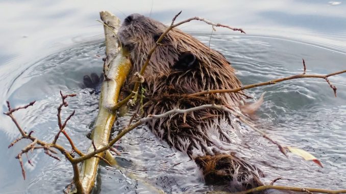 a beaver in the water chewing on a branch
