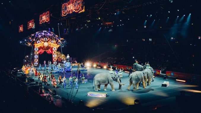 gray elephants performing on circus