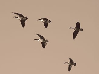 geese, migration, migrate