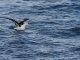 black-browed albatros, sea bird, the beagle channel
