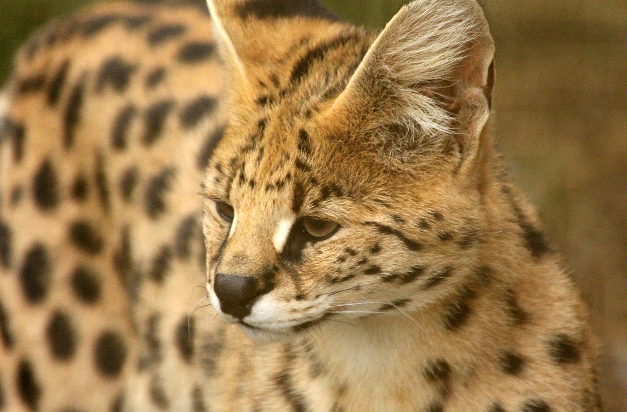 cat, serval, feline