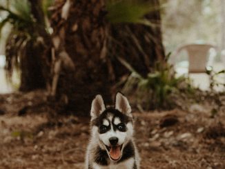 shallow focus photography of white and black Siberian husky puppy