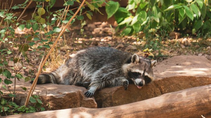 a raccoon laying on a log in the grass