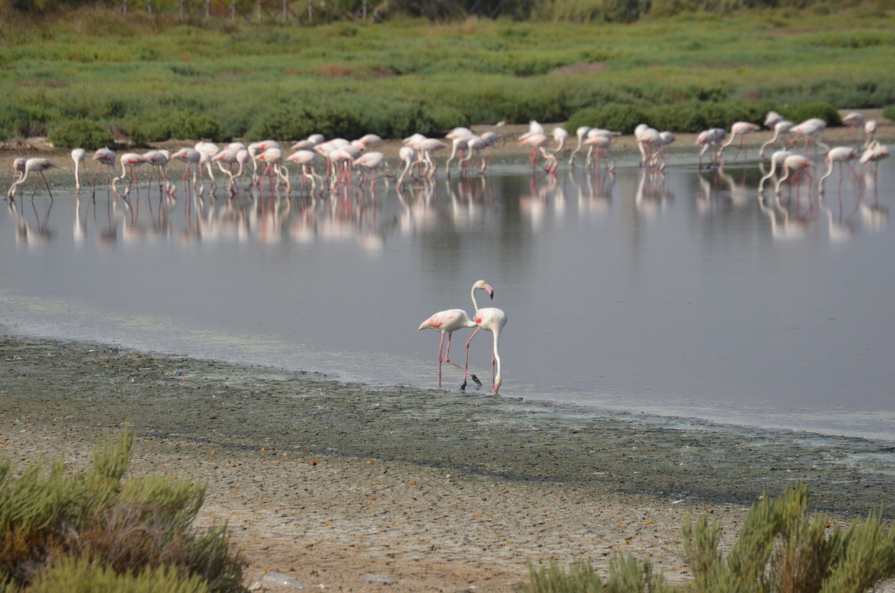 flamant rose, flamingo, wild animals