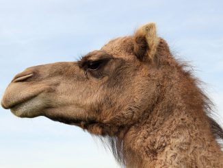 camel, dromedary, nature