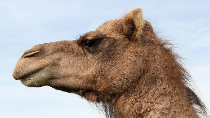 camel, dromedary, nature