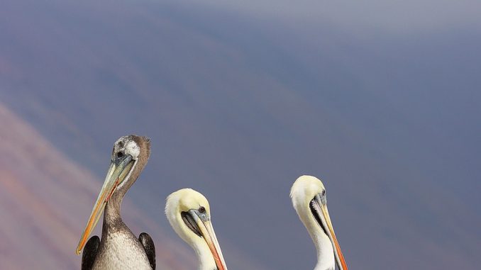 birds, pelican, ornithology