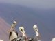 birds, pelican, ornithology