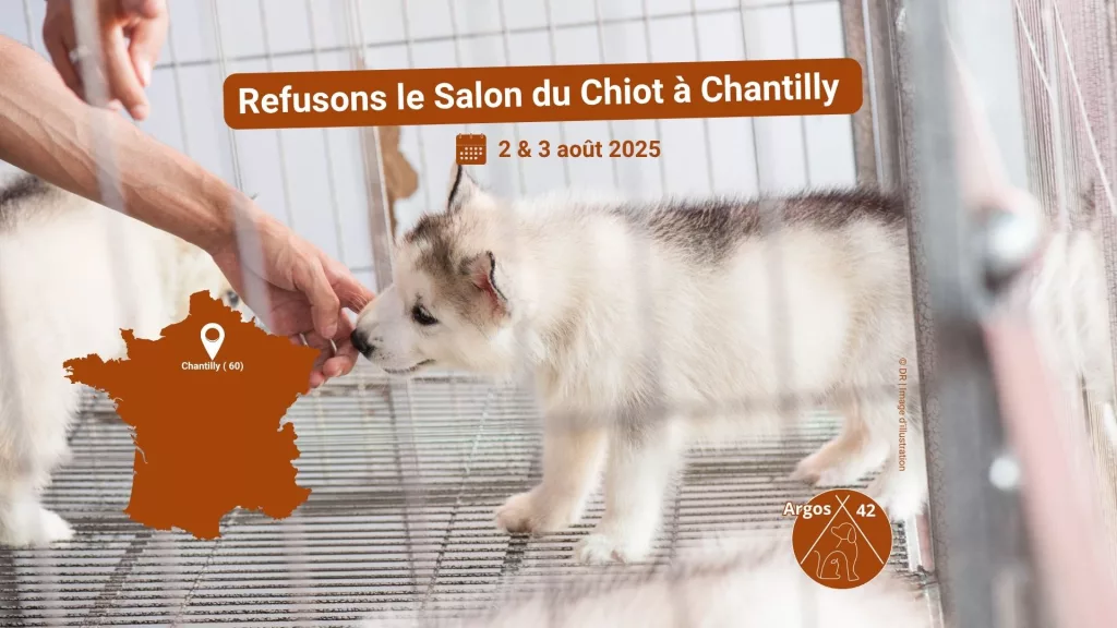 salon du chiot chantilly