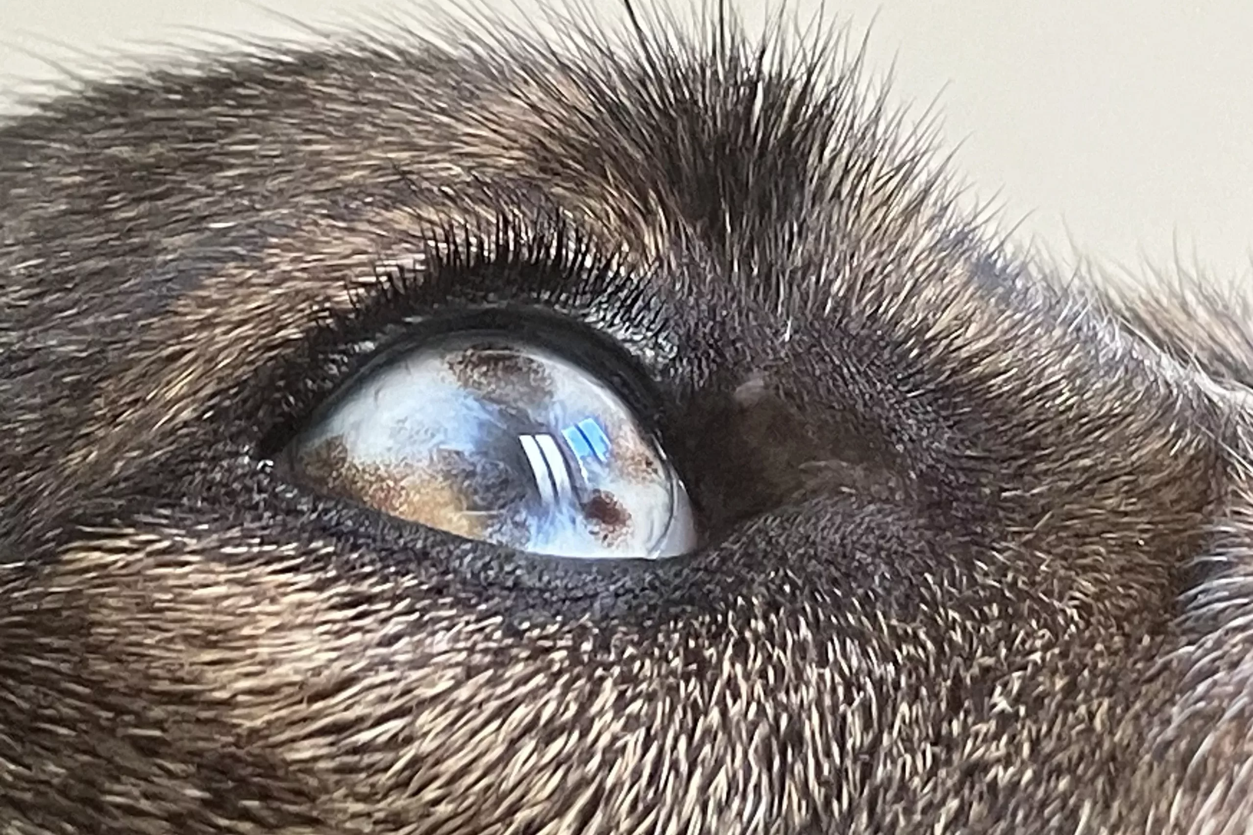 Parole d'Animaux