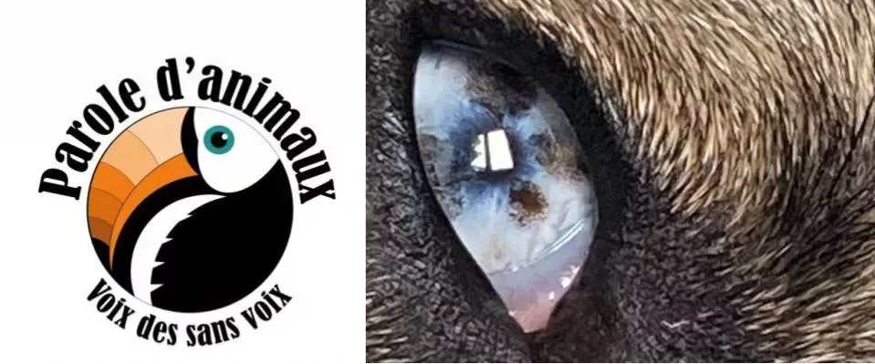 Parole d'Animaux